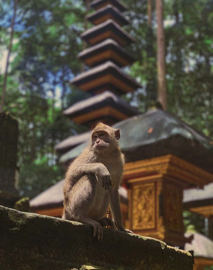 Singe de la monkey forest à Ubud