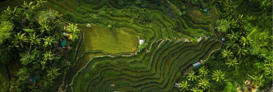 Rizière Ubud en drone