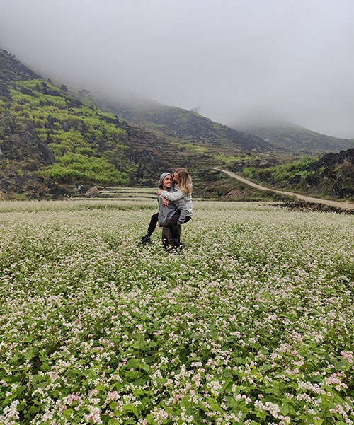 Champs de sarrasin Vietnam