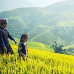 Rizières Sa Pa au Vietnam