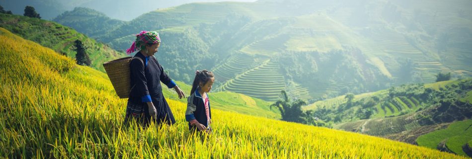 Rizières Sa Pa au Vietnam