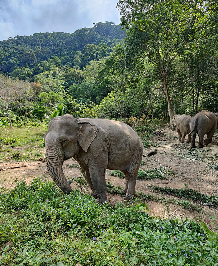 Sanctuaire éléphant Koh lanta en Thailande