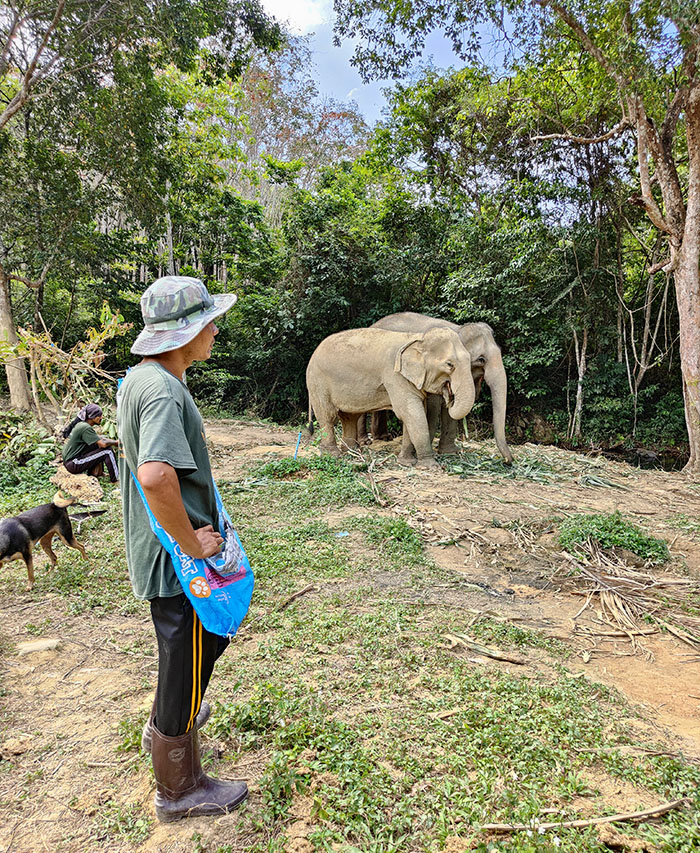 Sanctuaire Elephant ethique koh lanta Thailande