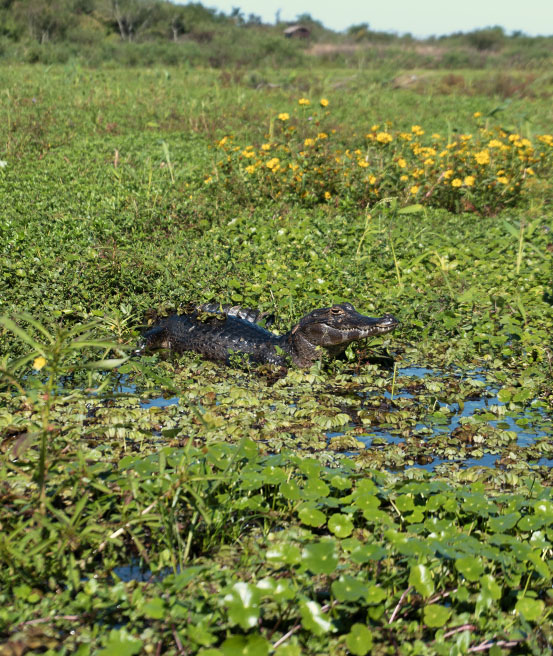 Caimen dans la laguna Ibera