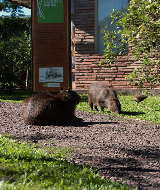 Capybaras à l'entrée du chemin de randonnée