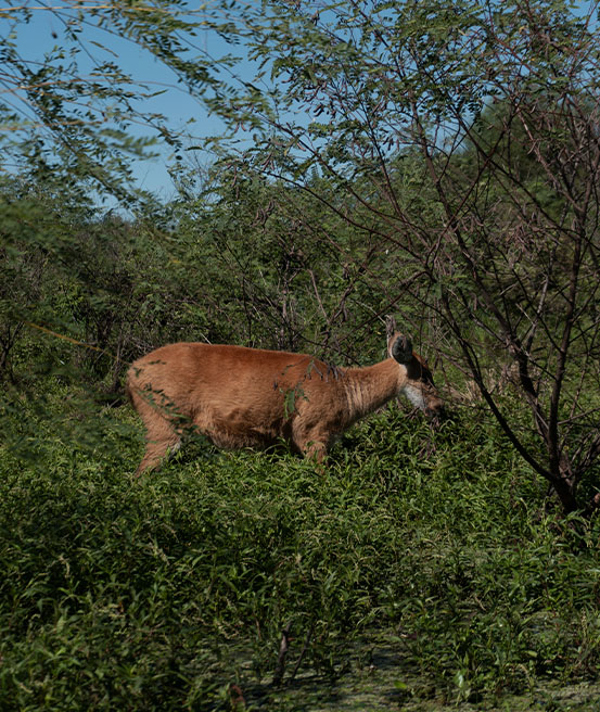 Cerf des marais dans la laguna Ibera