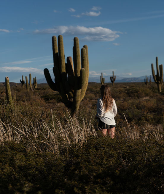 Cactus Cardon parc national los Cardones