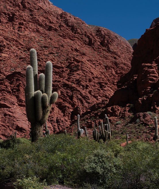 Paysages cactus Quebrada de las Senoritas