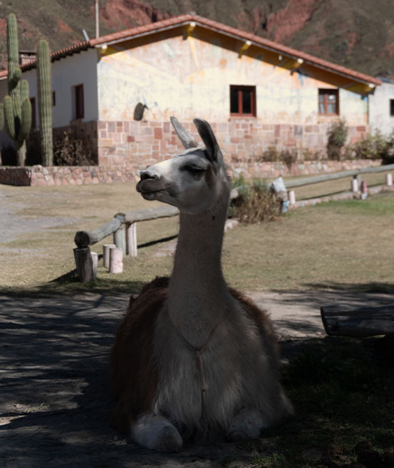 Lamas à Salta Argentine