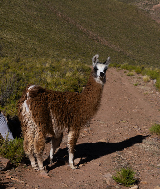 Lama chemin randonnée Inca Cave