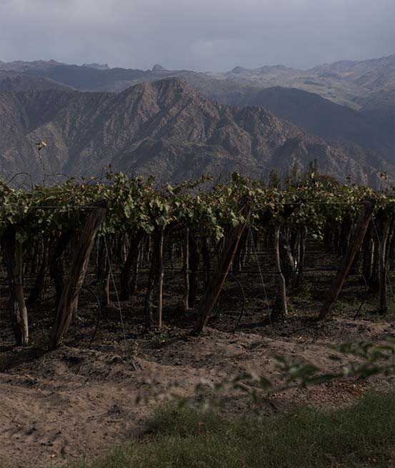Vignes à Cafayate et montagnes paysages