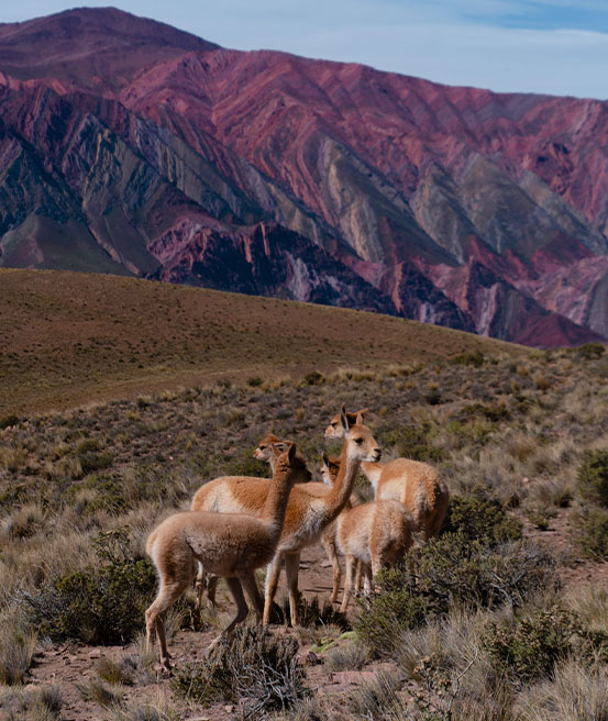 Vigognes montagnes 14 couleurs paysages