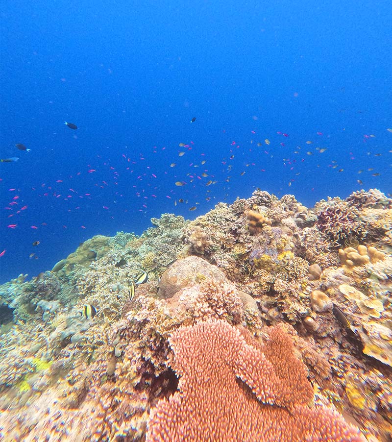 Coraux et poissons dans la mer des ïles Togian Snorkelling