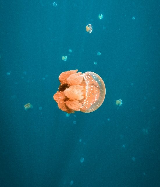 méduse du jelly fish lake aux îles Togian