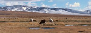 Alti Plano Bolivie montagne pampa lamas