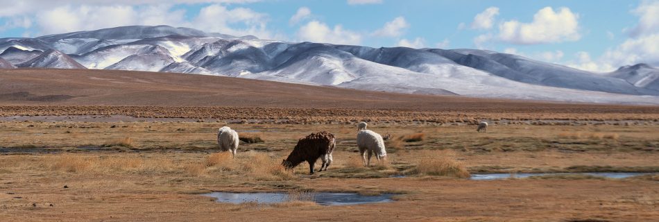 Alti Plano Bolivie montagne pampa lamas