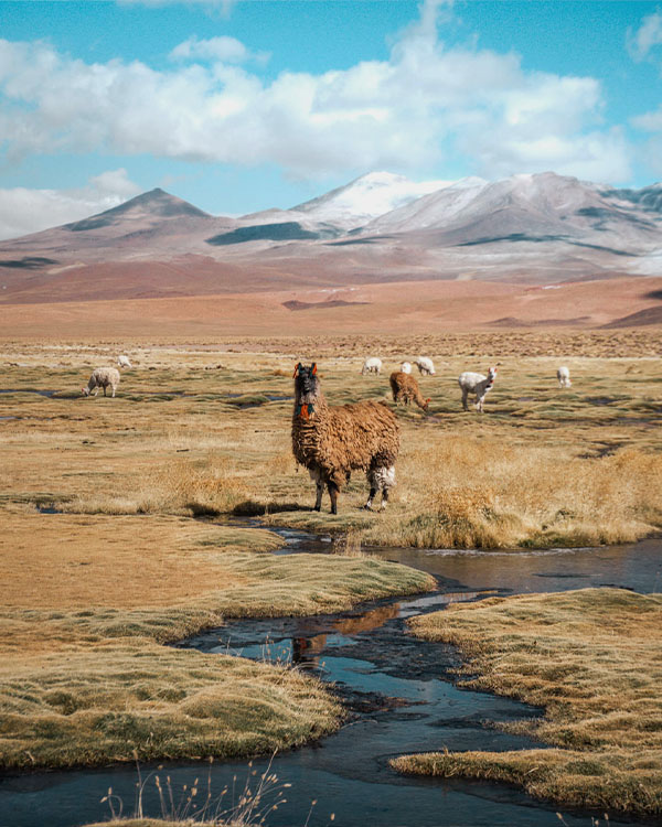 Lama dans le sud Lipez Bolivie